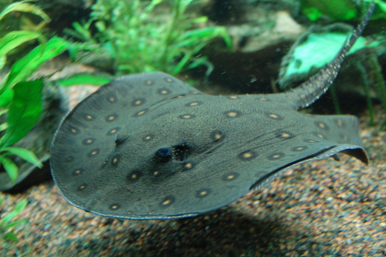 An ocellate river stingray on the sand in a public aquarium