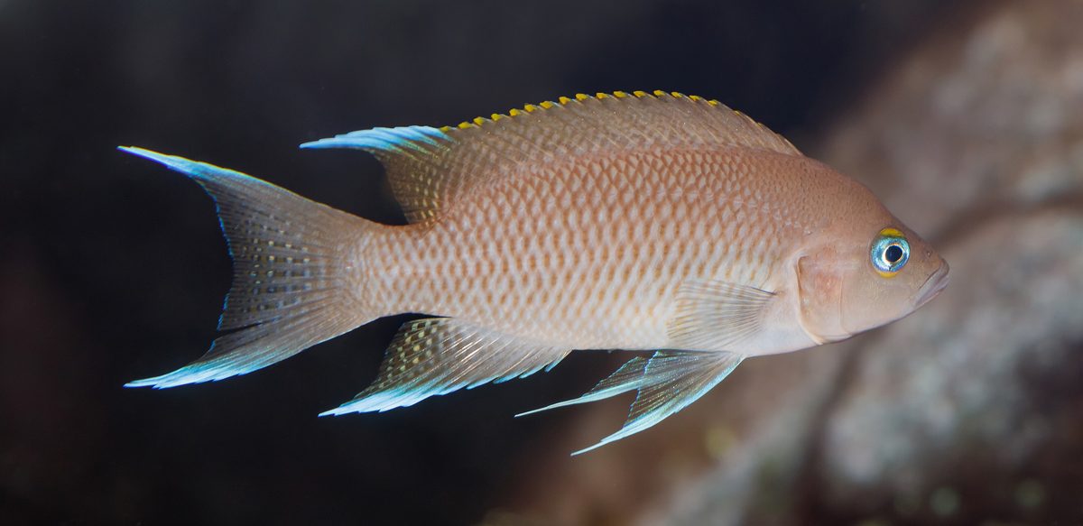 A Neolamprologus cichlid from Lake Tanganyika