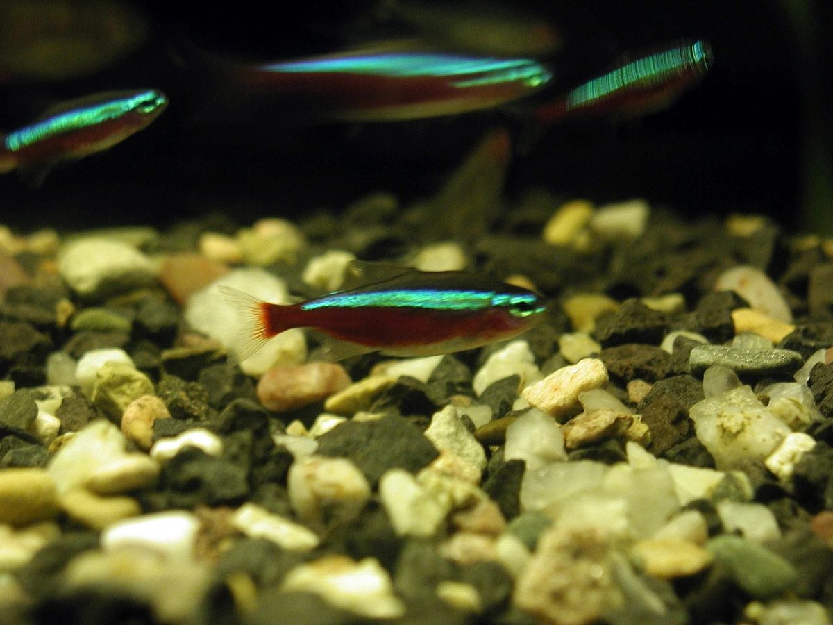 Small blue and red tetras swimming over gravel in a freshwater aquarium